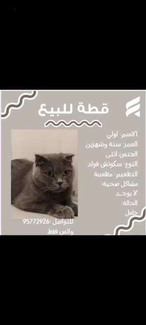 قطة أنثى سنة وشهرين