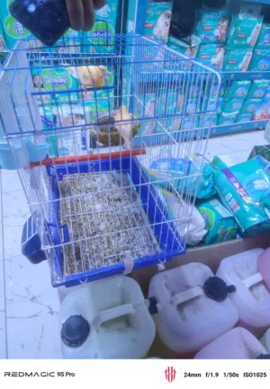 بيع كناري زوج شيرازي برتقالي لون دون القفص