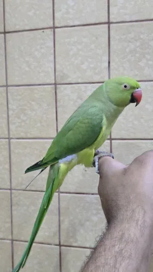 للبيع متو درة إنتاج البحرين  تربية من الصغر احتمال كبير ذكر العمر 9 اشهر اليف جداً وما فيه عض.