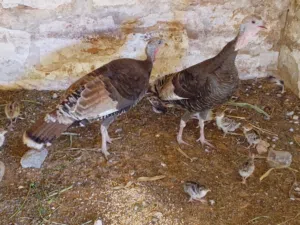 ديك رومي زوز دجاجه 8 فلوس تحتهم