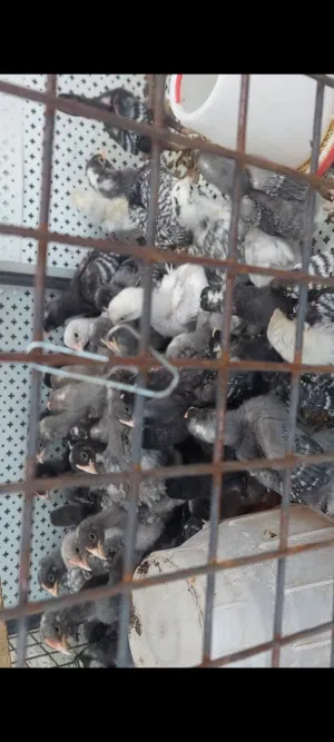 يوجد صيصان بلايموث روك
