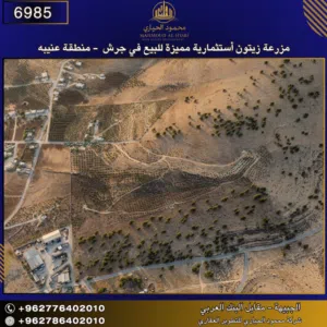 إعلان رقم (6985) مزرعة زيتون استثمارية مميزة للبيع في جرش - منطقة عنيبة 145 دونم