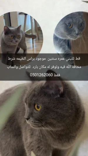 قط للتبني. اليف جدا