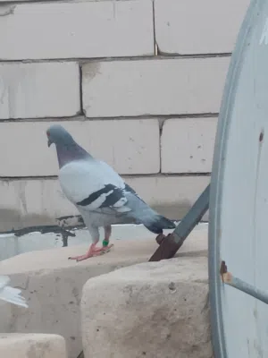 حمام زاجل اصيل النثية چينية والفحل مقلم