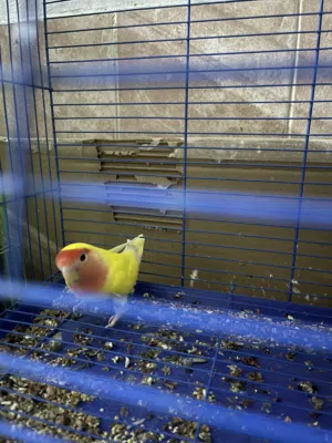 للبيع روز تابع الوصف