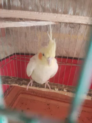 طيره كوكتيل 15 دينار