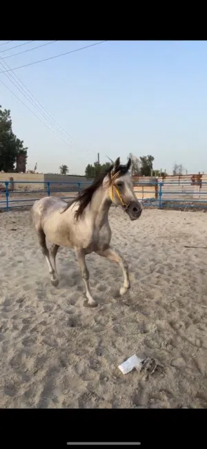 بيعة سريعه خيل فحل عربي