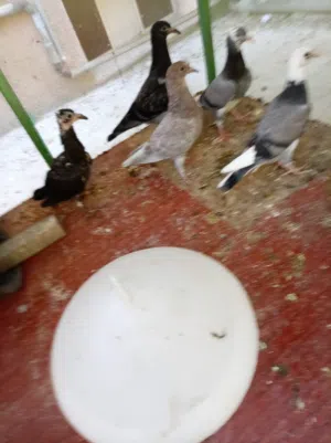 زغاليل للبيع