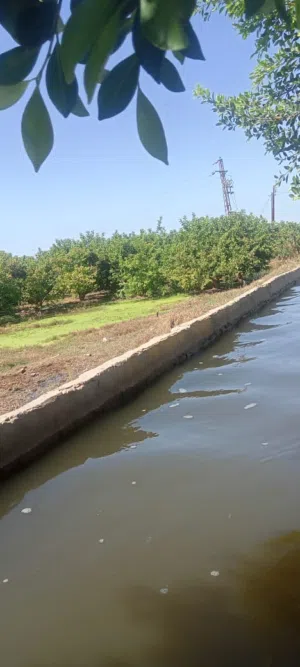 Farm Land for Sale in Tanta Other