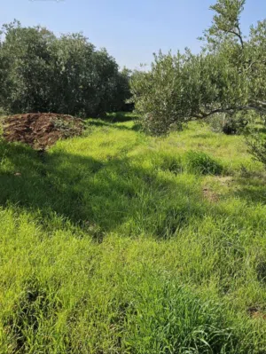 Residential Land for Sale in Irbid Bushra