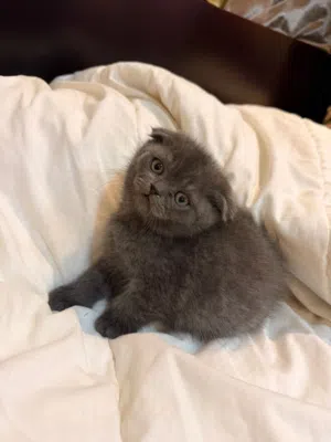 Scottish fold