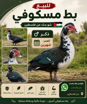 بط مسكوفي للبيع