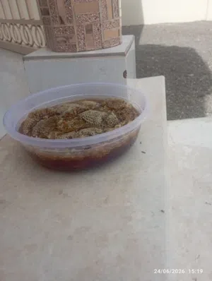 لبيع عسل ابوطويق برم سمر اصلي