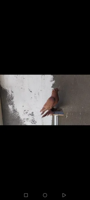 بيع حمام راعبي