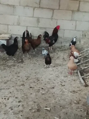 دجاج وا حمام شغال