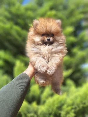 Pomeranian t_cup  بومارينيان تيكب تدي بير أصغر حجم