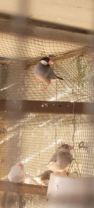 جاوةالعدد 6   زوجين امايات وزوج مخالفي و افراخ وياهن