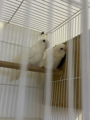 للبيع زوج طيور حب