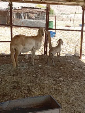 ماشاءالله تبارك الرحمن للبيع جاعده وبنتها سودانيات اصل سواكن مستوى قوي