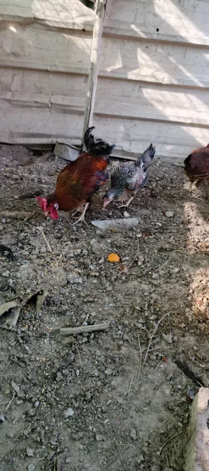 دجاج عرب للبيع
