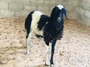 السلام عليكم فطيمه لبيع ربي يبارك