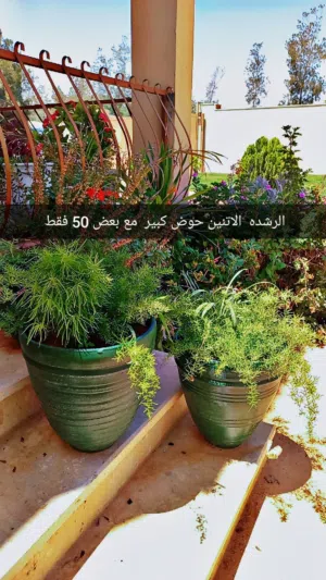 انواع غرس متنوعه جميله تتحمل
