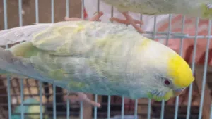 مطلوب طيور حب فالو عين حمرا