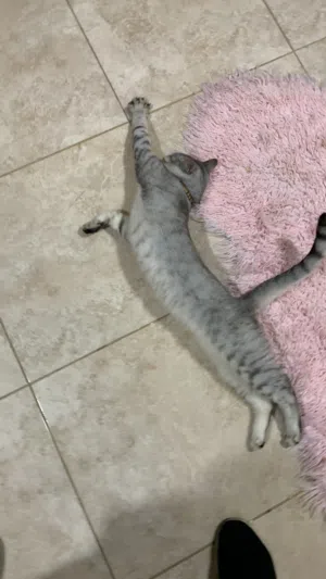 British Shorthair قطط
