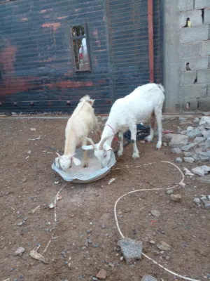 ماعز فرانساويه وولدها لبيع