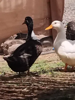 بيع  بطتان (البطه البيضاء بكيني فرنساوي) (وبطه سوداء بطه محليه)