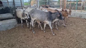 عجاله لاتربيه السعر 190 نهاااايه التواصل واتساب او اتصال
