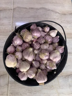 ثوم عماني للبيع