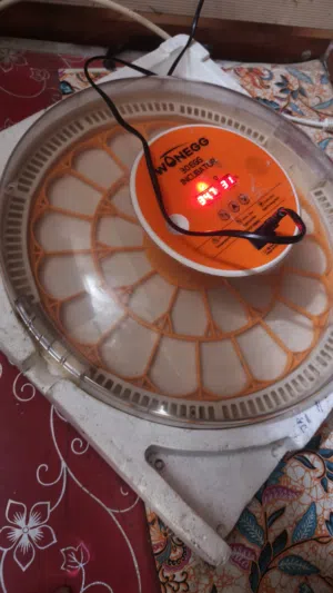 فقاسه للبيع ام 30 بيضه
