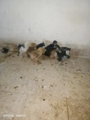 صوص بلدي وبراهمه اقرا النص عمان جاوا