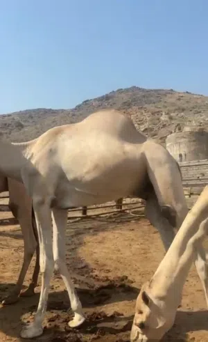 قعدان ورابي على اصوله افضل واجود انواع اللحوم تعليف ازيد من ست شهور   العلف  1 - فتكو 21  2 شعير مضغ