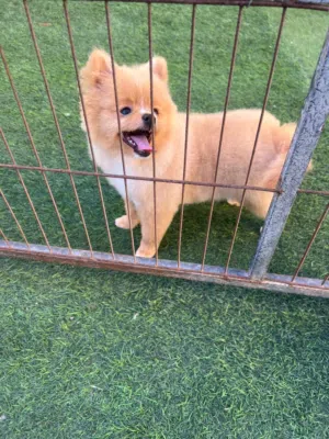 Mini Pomeranian Puppy 4200