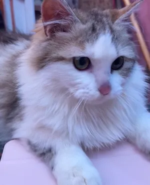‏أخرى‏1