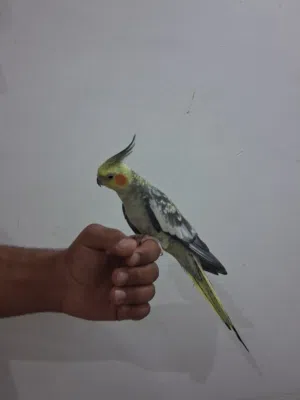 للبيع طير كوكتيل اليف