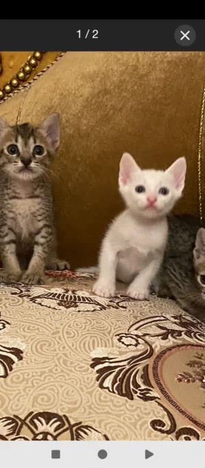 قطط جميله ولعوبه العمر 2 شهرين