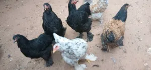 متاح 4دجاجات و2ديوك براهما ربي يبارك