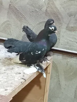 2كوبيات روسى منتجات تحتهم افروخ ودحى
