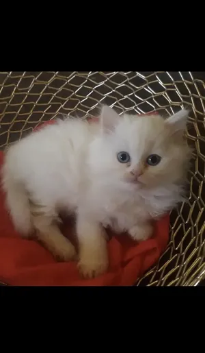Persian3
