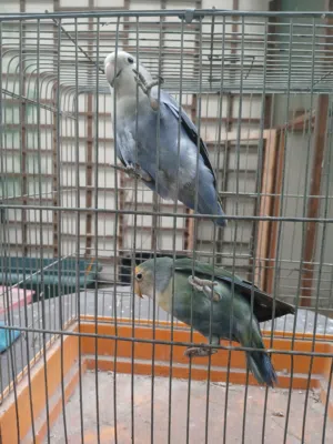 للبيع زوج لافبيرد (روز)