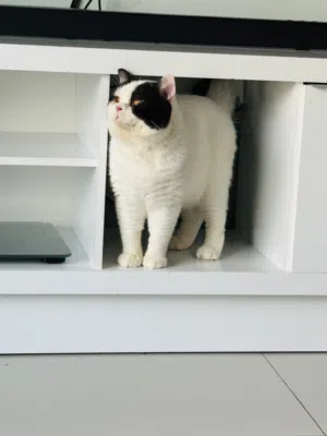 British Shorthair Bi colour Male Cat