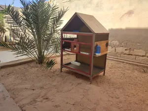 ‏إكسسوارات ‏.‏ طيور ودواجن ‏.‏ جديد‏1