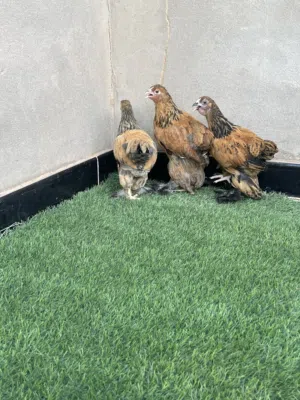 دجاج براهما العمر 3شهور مكان بنغاري