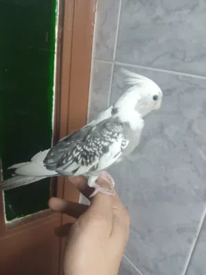 متاح مخاليف البينو وفراخ واويت فيس اليف