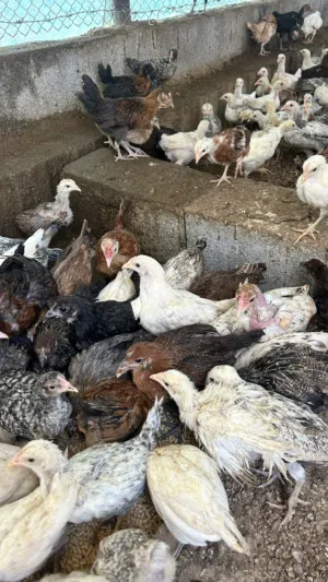 للبيع دجاج عماني العمر قرب شعرين جاهز لذبح