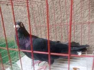 دكر حمام اسود غزار للبيع شغال