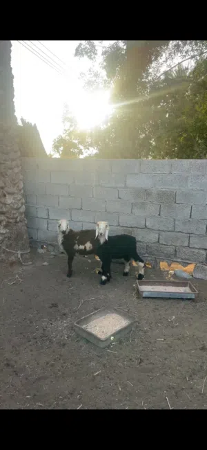 كبش نجدي وحمله سودانيه حلال سمين